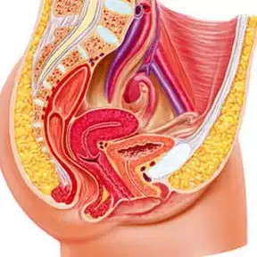 sistema urogenitale femminile e punto gee
