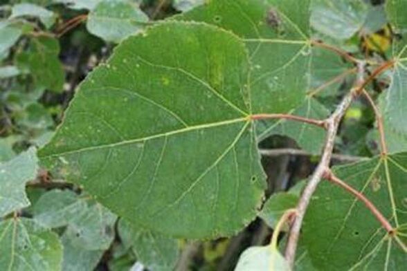 Aspen lascia per curare l'infusione